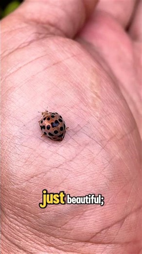 NOXIOUS BLOOD: The Ladybug's Chemical Self-Defense! #shorts #trending #viral #NatureFacts
