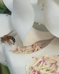 12K views · 311 reactions | European bee and an indigenous bluebanded...