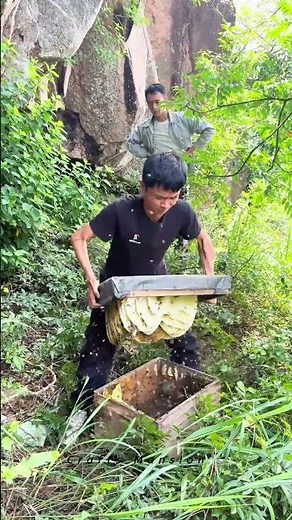 Incredible Honey Harvesting Process from Wild Beehive in Forest #honey #honeymission