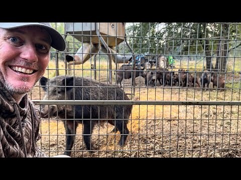 Trapped a big wild hog sounder on the hunting club. (133 pigs trapped)