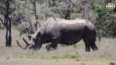 Black Rhino Bull Roams Through Maasai Mara Territory