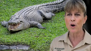 208K views · 5.3K reactions | El equipo del zoológico de Australia se prepara para recoger los huevos del cocodrilo hembra llamado Bosco. Una tarea muy difícil para los participantes. 直讀 #LosIrwin | Animal Planet Latinoamérica | Facebook