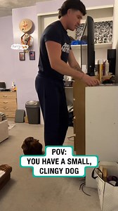 278K views · 2.9K reactions | Having a small clingy dog | Furry Tails | Facebook