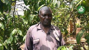 In Part 3 of our farm visit, we help the farmer diagnose coffee leaf rust in his crops. Learn how to identify this common disease and take action to protect your coffee plants with expert advice from Bukoola Chemicals. #CoffeeLeafRust #CropProtection #BukoolaChemicals #FarmingTips #Agriculture | Bukoola Chemical Industries Ltd