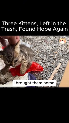 Three Kittens, Left in Trash, Found Hope Again | Camino de Esperanza Animal