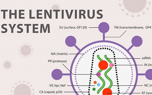 【中字】重组慢病毒载体系统介绍（The Recombinant Lentivirus System）