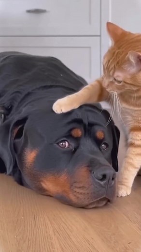Cat and Dog Funny Moments Compilation