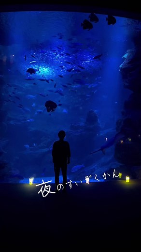 アザラシは夢の中「京都水族館」 夜のすいぞくかん開催中。 #京都 #京都旅行 #京都水族館 #水族館