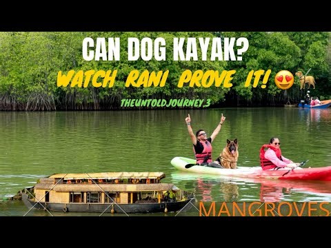 First Kayak Ride with our Dog (Rani) 😍🦮 |Mangroves Forest | Theuntoldjourney.3