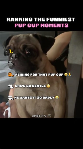 THE Funniest Pup Cup Moments 🐶🍦#shorts
