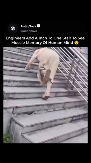 AntiqNova on Instagram: "Engineers intentionally modified a single stair by adding just one extra inch to study how deeply muscle memory controls human movement. As people climb stairs, their brains rely on learned patterns rather than conscious calculation, expecting each step to be identical. That tiny change disrupts this automatic process, often causing hesitation or imbalance. This experiment highlights how the human mind prioritizes efficiency over awareness, proving that even simple daily