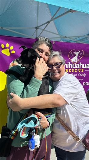 Nova found her forever home! 🎉💜 Her new family said they have rescued three senior chihuahuas from us before, now onto their fourth! 🐶 #dogs #sandiego #shelterdog #shelterdogs #shelterlife #fosterdog #chihuahua #chihuahuarescue #animals #animallover #animalrescue | Chihuahua Rescue of San Diego County