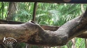 #Caturday shenanigans with Jade the ocelot! It's the purr-fect day to come find YOUR wild adventure - see you soon! 📹: Jessie Jordan | Palm Beach Zoo