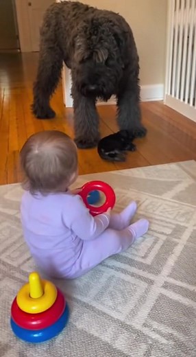 A massive Bouvier des Flandres gently places a tiny black puppy in front of a baby playing with stacking rings. When the baby claps the rings together, the puppy instantly flops onto its back and wiggles adorably, sending the baby into uncontrollable laughter! | Daily Clippy