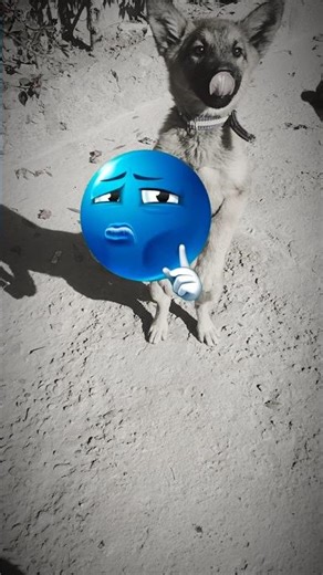 Super Dog Jumping in Slow Motion! 🐾 #dogjumping dogs