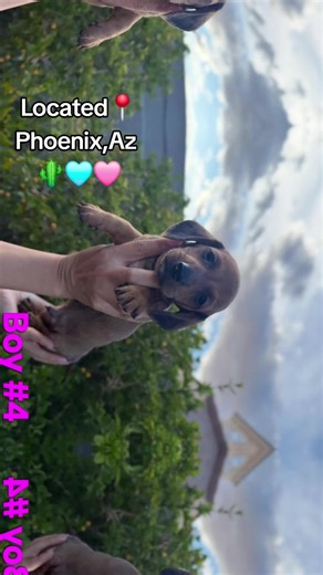 Exploring Mini Dachshund Puppies in Arizona