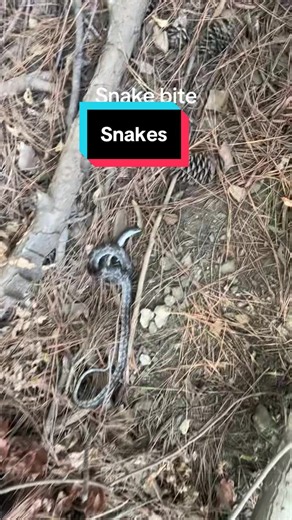 Sucks to have to ki11 a chicken snake but you gotta do what you gotta do #fyp #snake #bite #creatorsearchinsights #viral