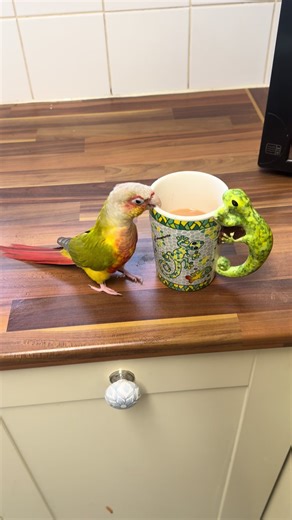 I really want some #conure #pineapple #🍍