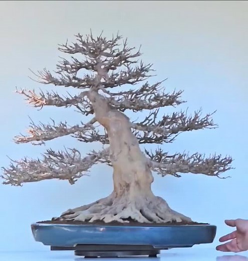 Bonsai Acer buergerianum Masterpiece still available 🤩🌳 #bonsai #ikigaibonsai #bonsaijapan #bonsailife #bonsaishop | Ikigai Bonsai Berlin