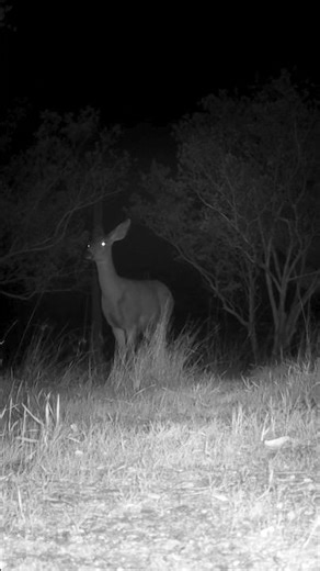 Mule Deer🦌Big Eared Doe #muledeer