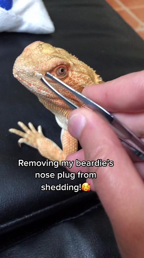 Bearded Dragon Breathing Easy: White Spot on Head and Nose Pluck Explained
