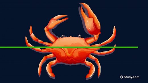 Asymmetrical Shape Overview & Examples