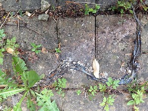 Snake Identification