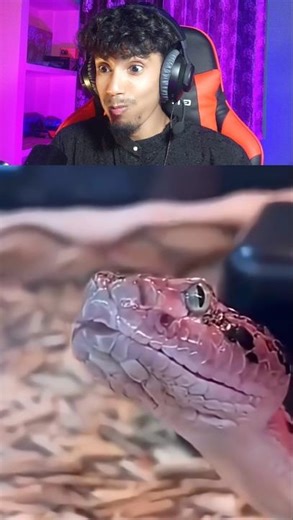 funniest snek 🐍#memereaction#funnyreaction#viral#shorts#youtubeshorts#trending#funny#memes