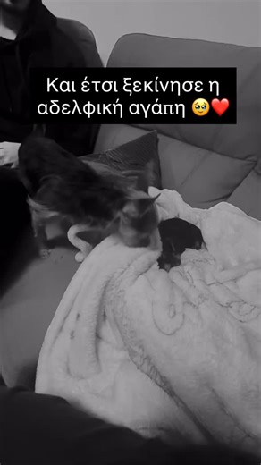 Pet Lovers Greece | Και έτσι ξεκίνησε η αδελφική αγάπη 🥹❤️ . . Από @nicole.prsch #σκύλος #κατοικιδια #petloversgreece #αγαπη | Instagram