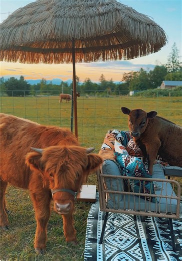 Mini Cow Boost: Heartwarming Cow Hugs and Sunny Comfort