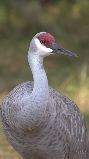 Only one week left to apply to @alachuaconservationtrust’s internship program! Today, we’re spotlighting our Natural Resources Management internship program. NRM interns can gain experience and knowledge working with equipment, land management practices, and more! You can apply to the NRM track, as well as our environmental education, events and outreach, or advocacy tracks on our website. (Link in bio) #keepflwild | Alachua Conservation Trust