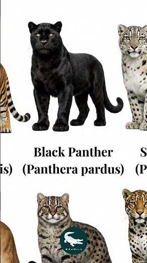 Black Panther 🖤🐆 The Shadow of the Wild