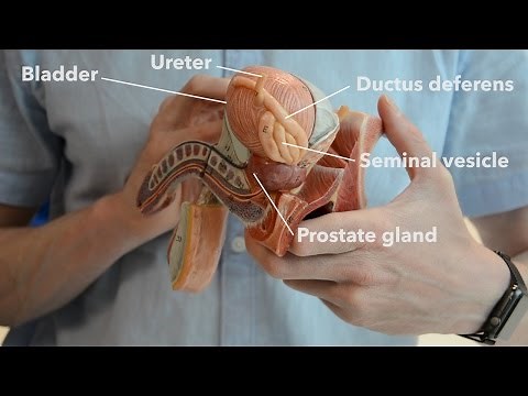 Male reproductive system - the path of ejaculation