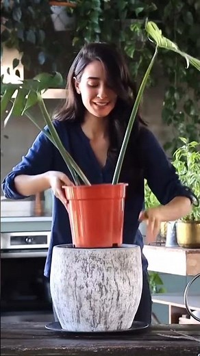 Simple Tips for Propagating Your Monstera