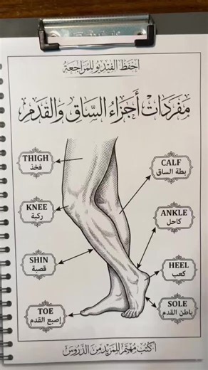 مفردات أجزاء الساق والقدم للمعلمين