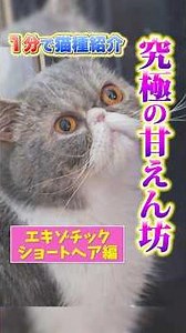 [Introducing cat breeds in 1 minute] Exotic Shorthair: The ultimate cuddler!