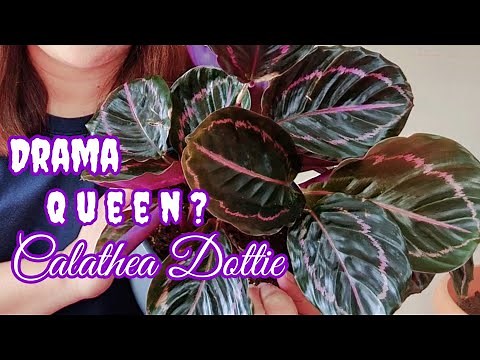 Calathea Dottie | Complete Care Tips