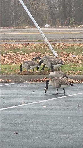Huge Amazing Geese Gathering in Nature 🦢 Peaceful Wildlife Video