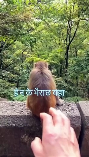 Monkey prank