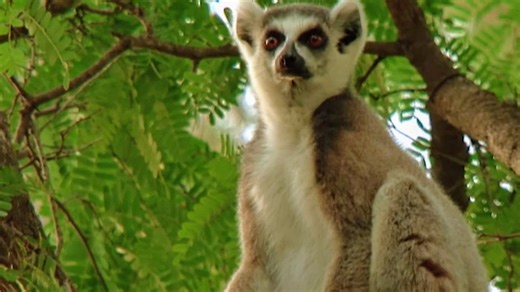 Documentaire | Madagascar : une des biodiversités les plus riches de la planète