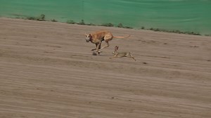 Rabbit coursing videos 2024 national coursing club. subscribe us on youtube for more new hare coursing race videos. https://www.youtube.com/channel/UCemNWSdGM2n1VD4eT-i2AxQ | Greyhound Coursing Club