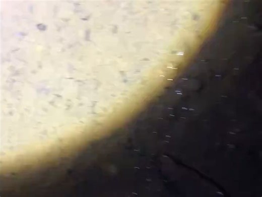 潜水的步甲Hygrocarabus nodulosus