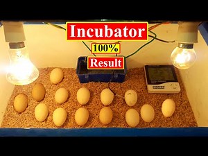 How to Make Thermocol Incubator | Thermocol Automatic Incubator | Birds and Animals Planet