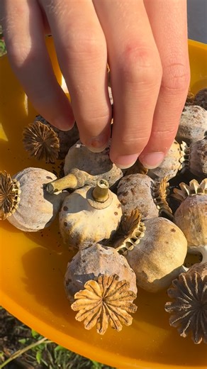 Sow our Magyar poppy seeds this fall for early spring blooms. 🌱 ~ We sow poppy seeds in fall and then again in late winter. Sowing seeds twice extends our bloom season by several weeks in spring. 🌎 We collected the parent seed of our Magyar poppies about 20 years ago on our cousins farm in Hungary. The blooms are white, pink, red and purple. Seeds are available in our catalog! #poppy #fallplanting #flowergarden #papaveri #seeds #gardentips #gardeninspiration #kidseedco | Kids Seed Co.