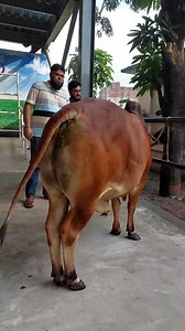 Alhamdulillah Sold 💙 #Alamgir_Ranch | Alamgir Ranch