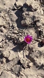 Ariocarpus koschoubeyanus usually grows alone and remains below the soil surface. Its dark olive-green shoots, which are flattened at the tip and slightly sunken in the middle, have a diameter of 3 to 7 cm (1.2 to 2.8 in). The warts are spirally arranged, elongated at the base, becoming broadly triangular and tapering towards the tip. They measure 5 to 13 mm (0.20 to 0.51 in) long and 3 to 10 mm (0.12 to 0.39 in) wide. A woolly furrow extends across the middle of the areoles, and there are no sp