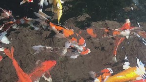 Best Times to Clean Your Koi Pond: Spring and Fall Maintenance Guide