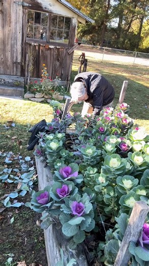 7.4K views · 89K reactions | Learn how I grow cut flower kale and other fall flowers on the show tonight: 8pm ET inside my APP. Get my FREE app here: https://thegardenersworkshop.commentsold.com/ Missed the live? Catch the replay inside the APP. #gardenersworkshopfarm | The Gardener's Workshop | Facebook