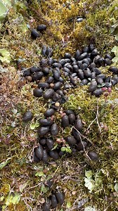 14K views · 235 reactions | There’s money in that there moose poop! 龜 it’s amazing the number of craft novelties made from dried moose poop   #cabinlife #alaska | Alaska Outdoors Television | Facebook