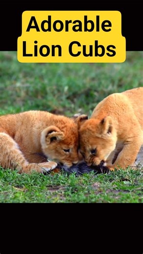 Adorable Lion Cubs Frolic as their Parents Look On# wildlife #subscribe #shorts#
